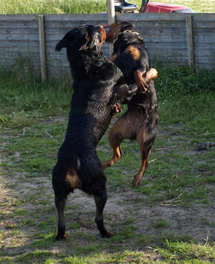 Rottweiler Nikita, dornenhof  R.I.P - Nikita og Simba leger billede 5