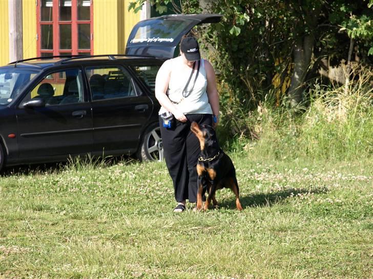 Rottweiler Nikita, dornenhof  R.I.P - En træningsdag billede 6