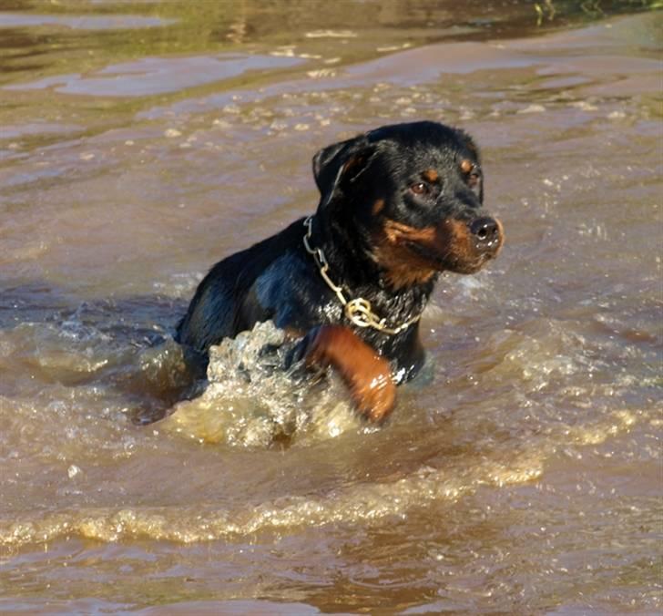 Rottweiler Nikita, dornenhof  R.I.P - Se far jeg kan svømme billede 7