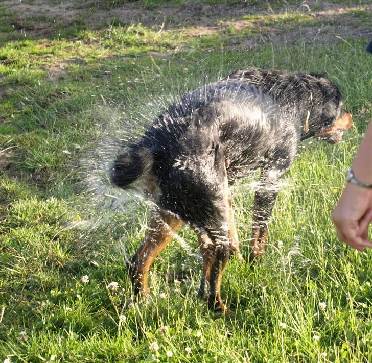 Rottweiler Nikita, dornenhof  R.I.P - Og så meget vand indholder en rotte  billede 8