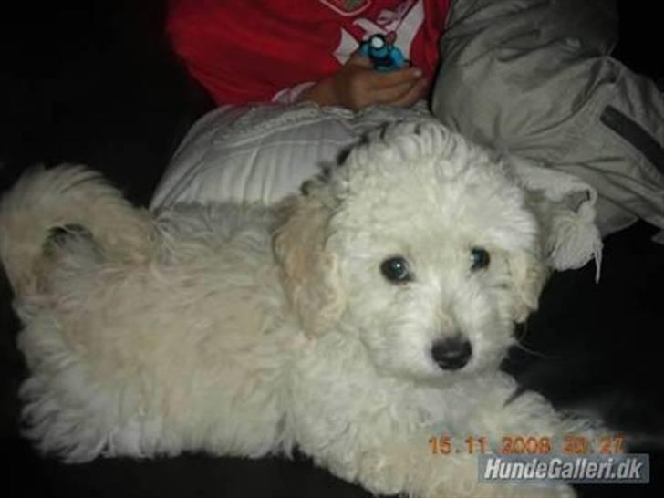 Dværgpuddel Bella billede 13