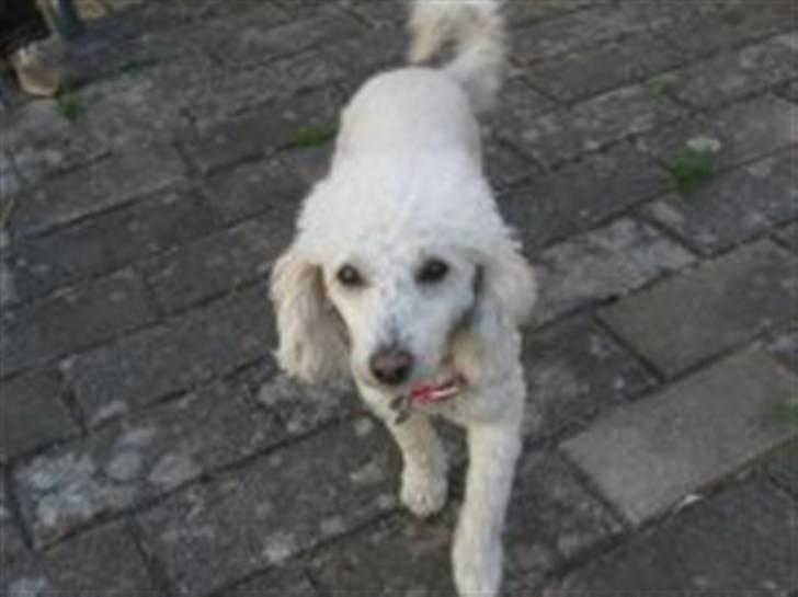 Dværgpuddel Bella billede 14