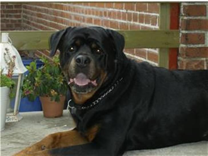 Rottweiler King R.I.P billede 2