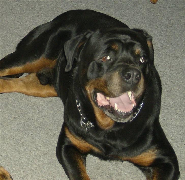 Rottweiler King R.I.P billede 3