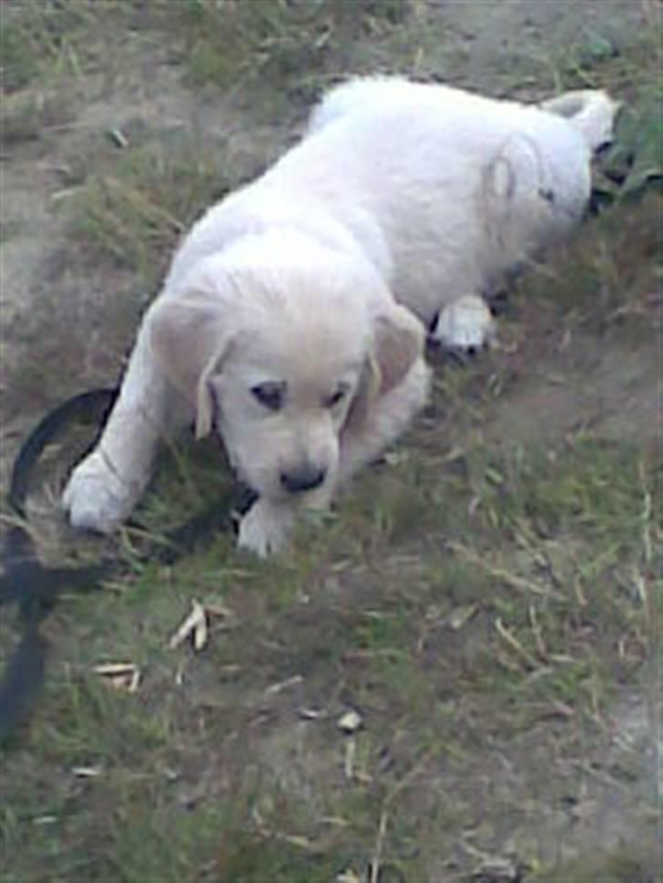 Golden retriever Simba - kan også godt selv.. billede 2