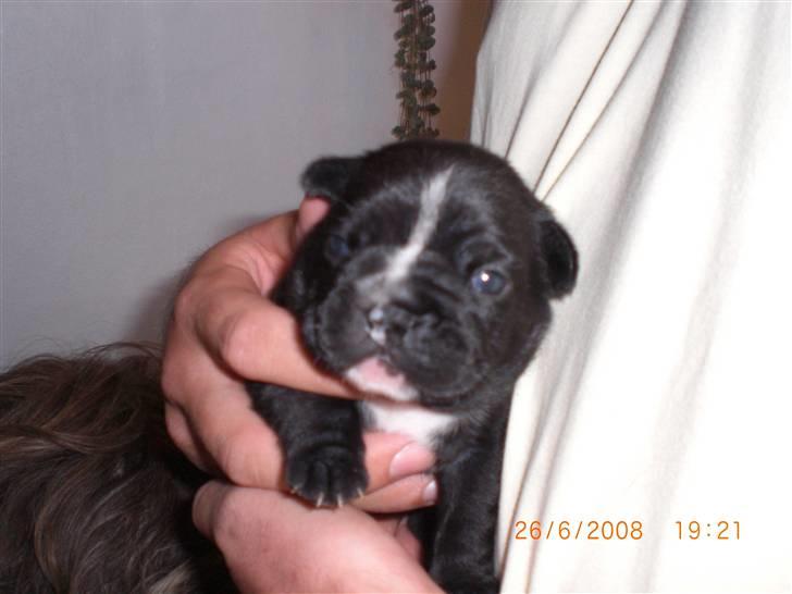 Fransk bulldog Eya billede 3