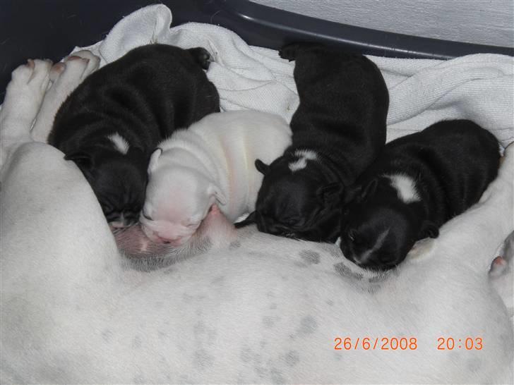 Fransk bulldog Eya billede 4