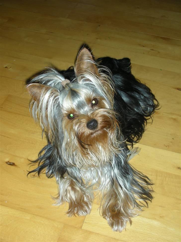 Yorkshire terrier The Boss billede 19