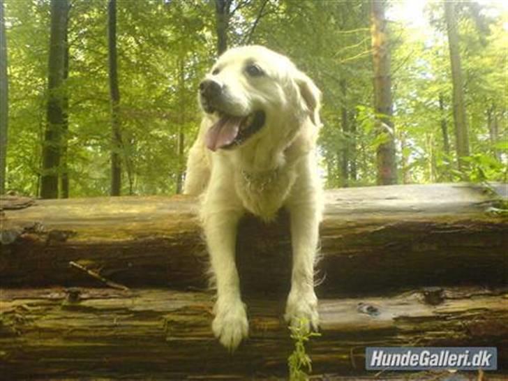 Golden retriever Cindi  billede 3