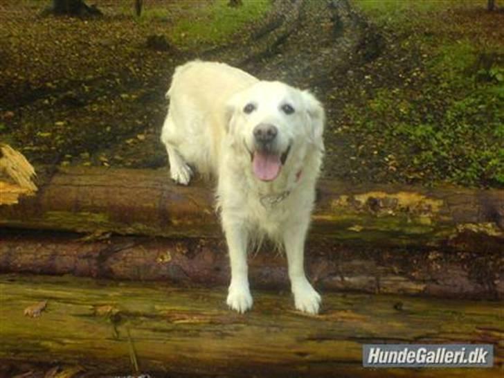 Golden retriever Cindi  billede 4