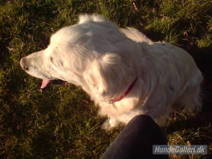 Golden retriever Cindi  billede 6