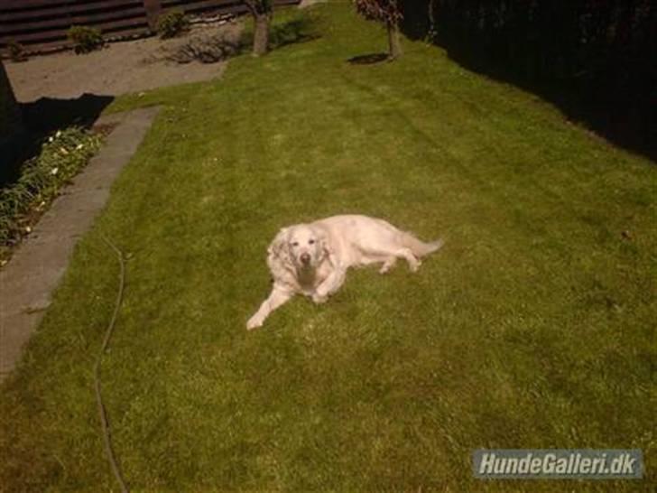 Golden retriever Cindi  billede 8