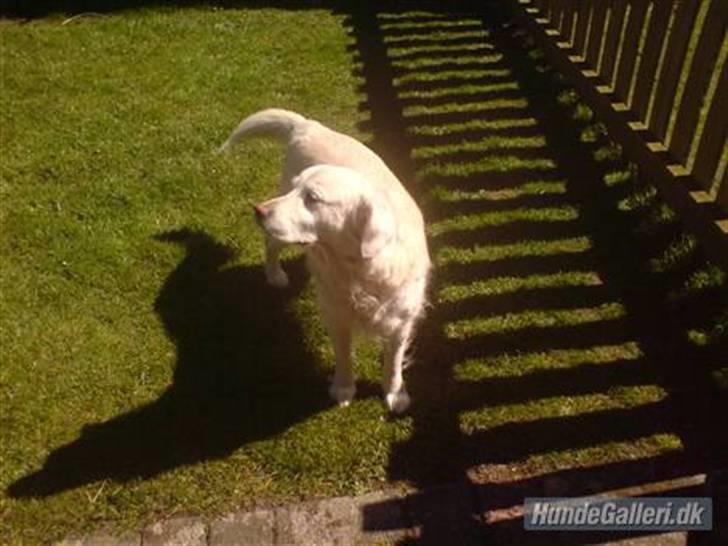 Golden retriever Cindi  billede 11