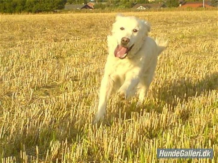 Golden retriever Cindi  billede 13