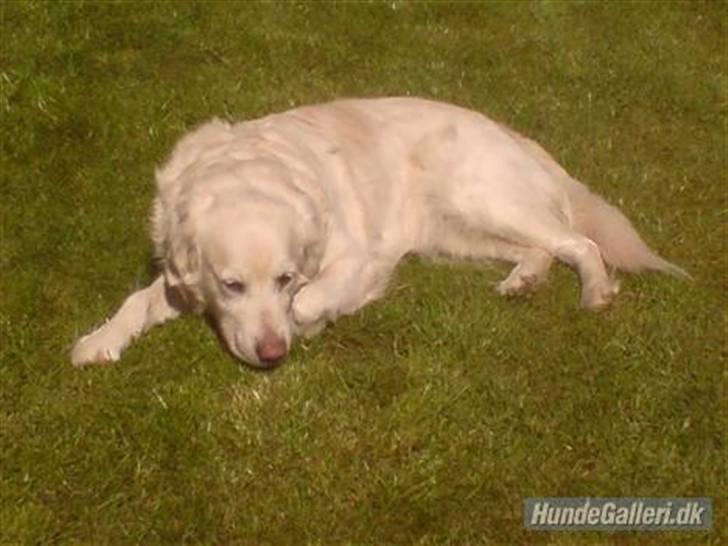 Golden retriever Cindi  billede 14