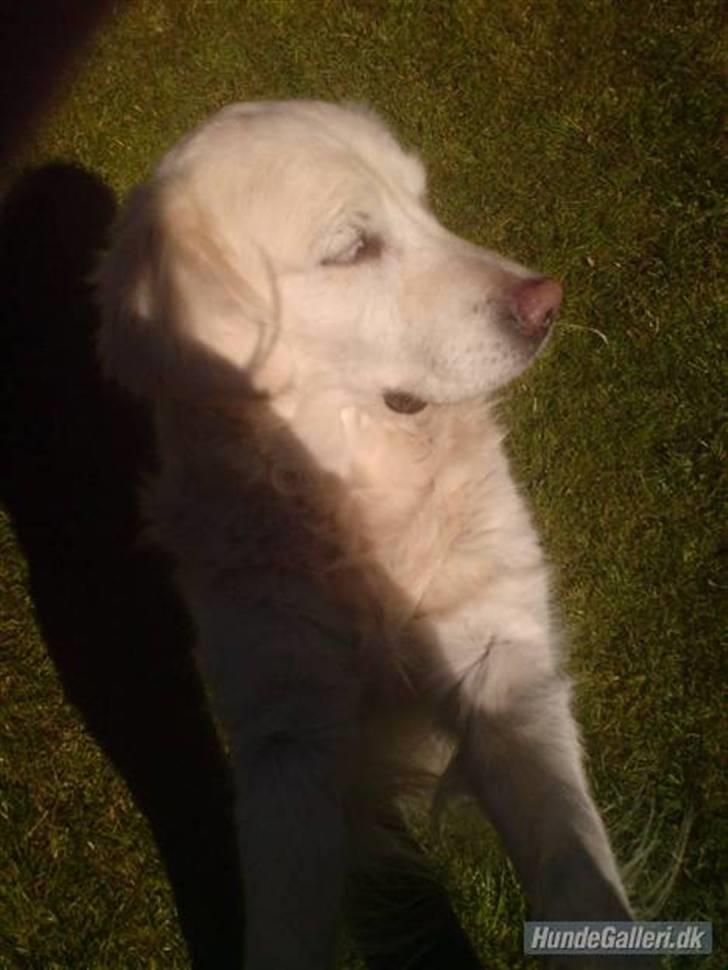 Golden retriever Cindi  billede 16