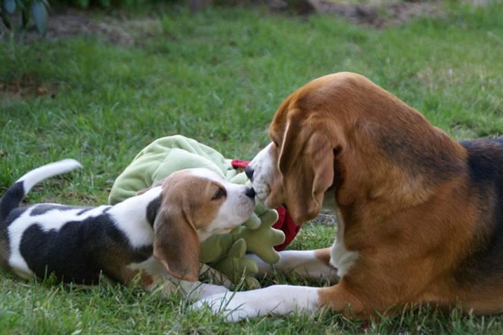 Beagle Svea billede 10