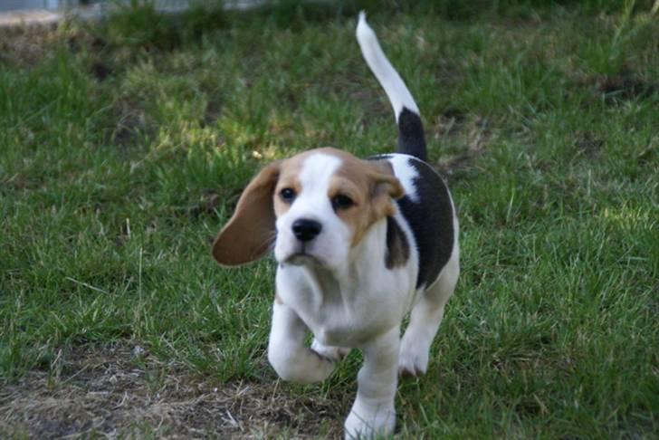 Beagle Svea billede 11