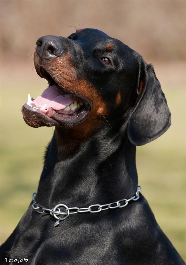 Dobermann Kibo billede 1