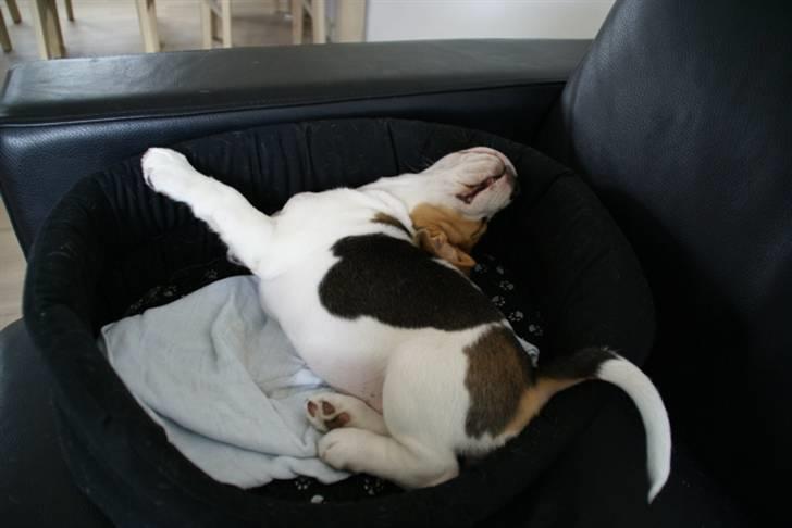 Beagle Svea billede 12