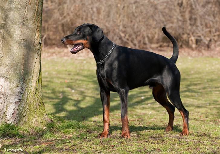 Dobermann Kibo billede 2