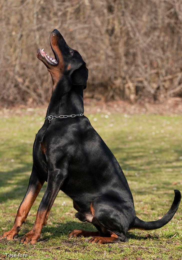 Dobermann Kibo billede 3