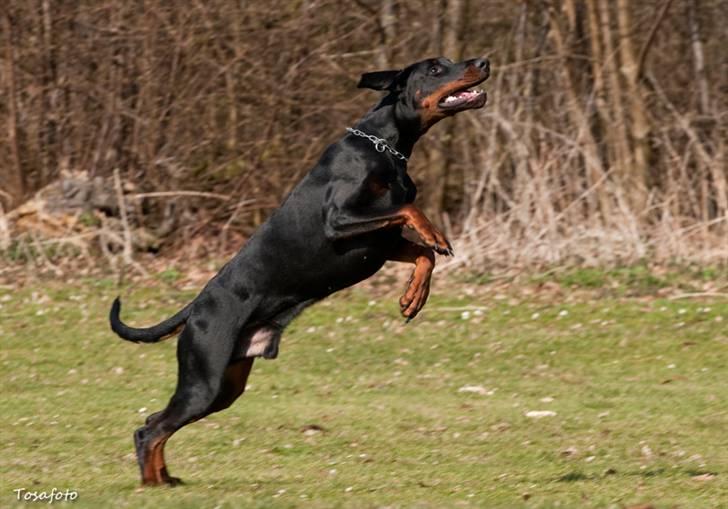 Dobermann Kibo billede 4