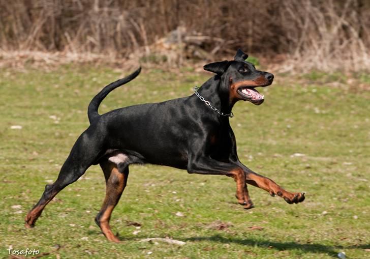 Dobermann Kibo billede 5
