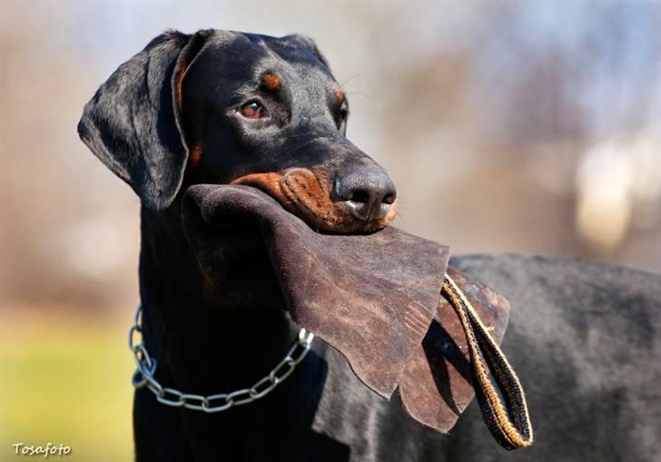 Dobermann Kibo billede 6