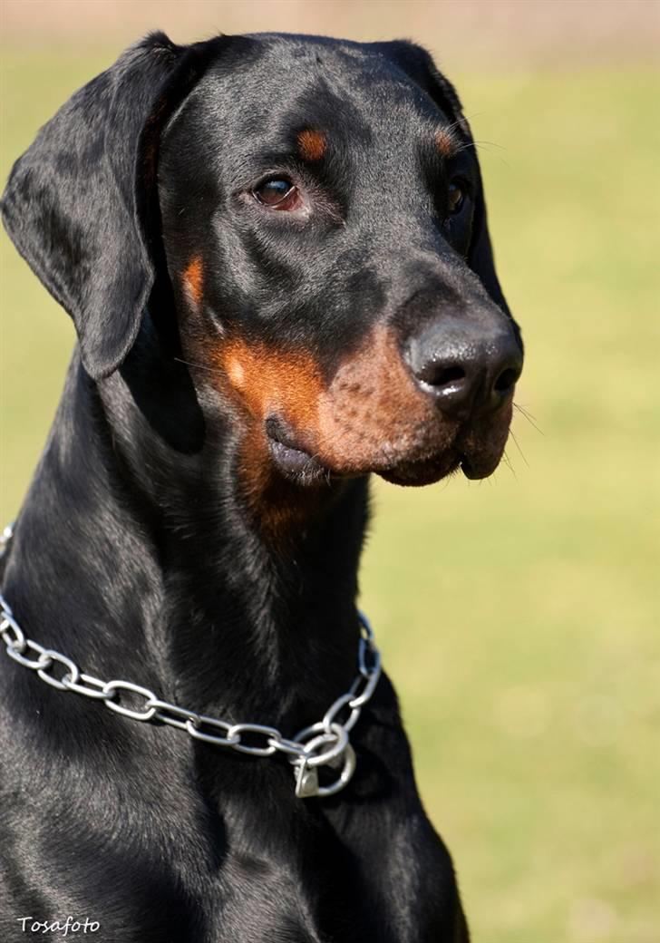 Dobermann Kibo billede 7