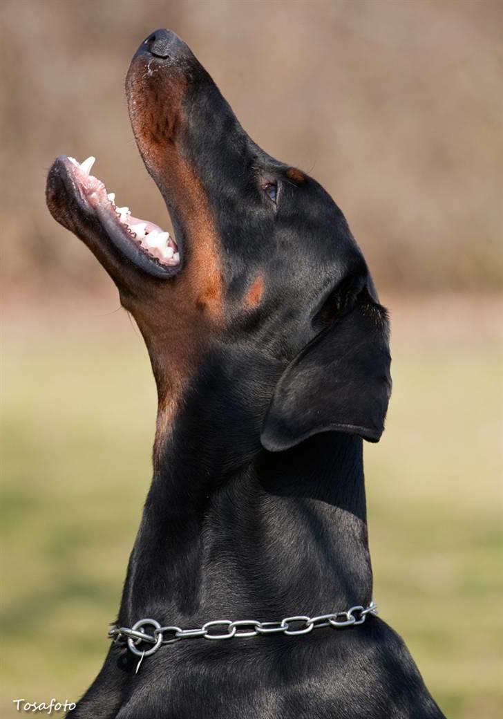 Dobermann Kibo billede 8