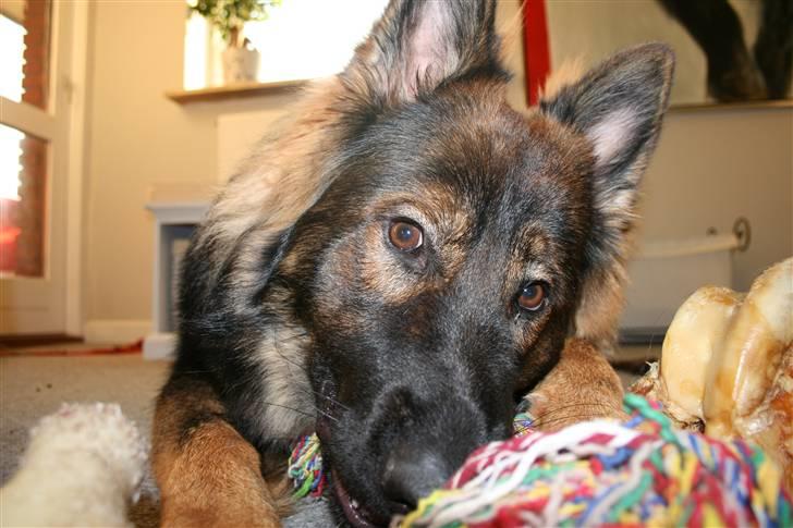 Schæferhund Bayogi´s Master - 27/6-08 billede 12