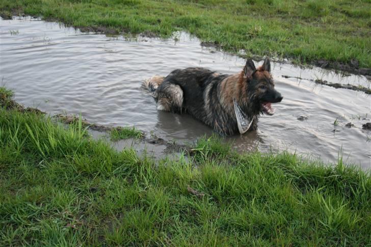 Schæferhund Bayogi´s Master - 27/6-08 billede 13