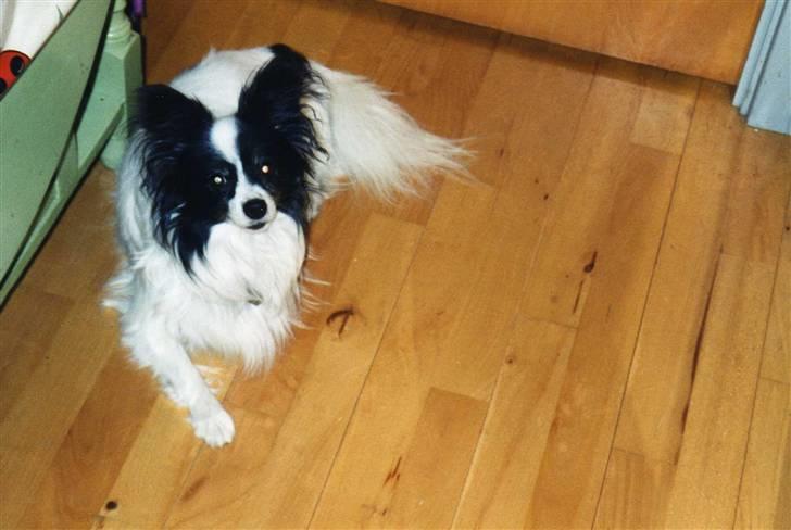 Papillon Mozart *Himmelhunden* <3 billede 14