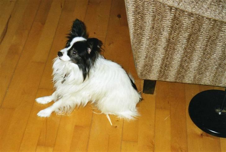 Papillon Mozart *Himmelhunden* <3 billede 17