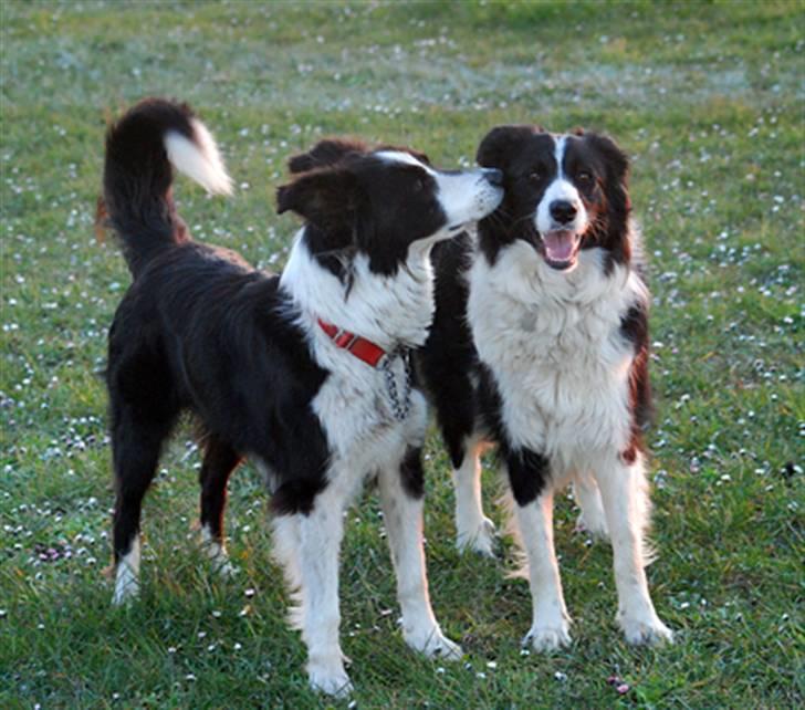Border collie Maddy † RIP † - Maddy & Mitzy billede 10