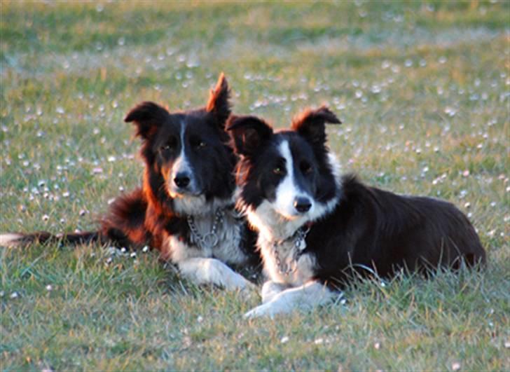 Border collie Maddy † RIP † - Maddy & Bobby billede 11