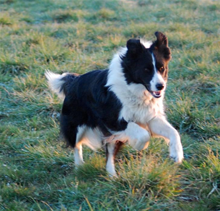 Border collie Mitzy billede 12