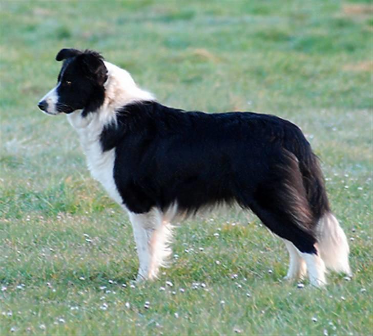 Border collie Mitzy billede 13
