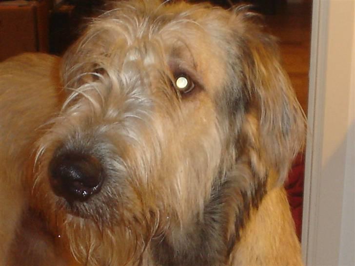 Irsk ulvehund Victor - 3½ md. billede 1