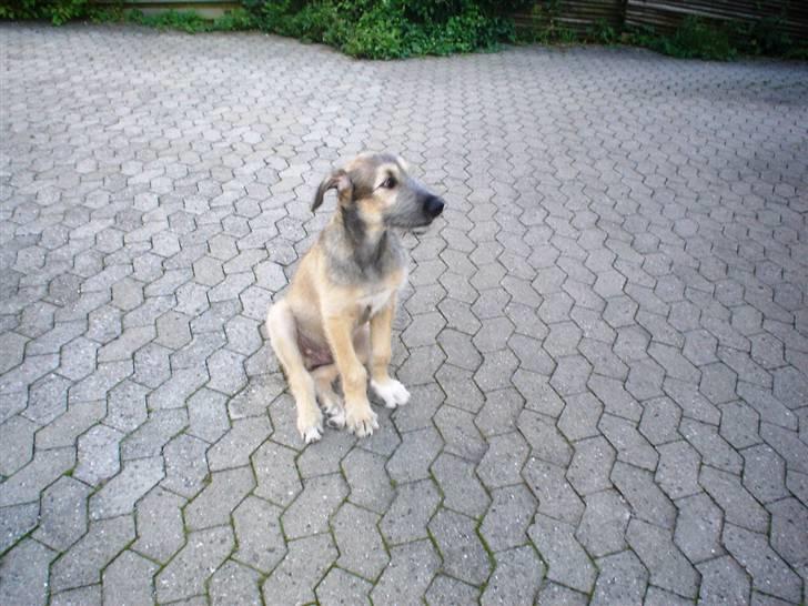 Irsk ulvehund Victor - 3 mdr billede 2