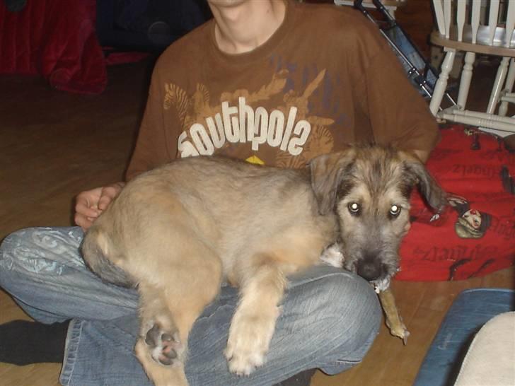 Irsk ulvehund Victor - 3 mdr billede 3