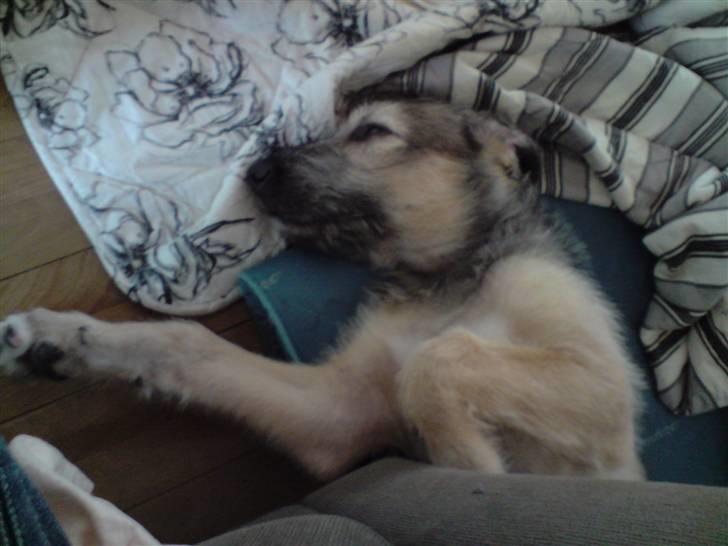 Irsk ulvehund Victor billede 4