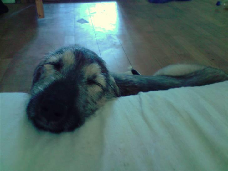 Irsk ulvehund Victor - 5½ uge billede 5