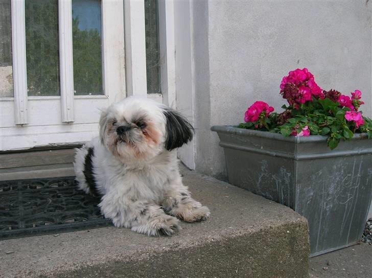 Shih tzu samson - ligger lige og passer på. billede 2