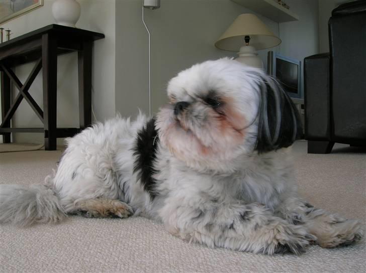 Shih tzu samson - samson tager lige en slapper billede 3