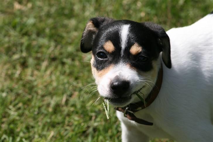 Dansk svensk gaardhund : Buster - "You got a problem with that?!" billede 7