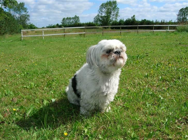 Shih tzu samson - dejligt at være ude billede 4