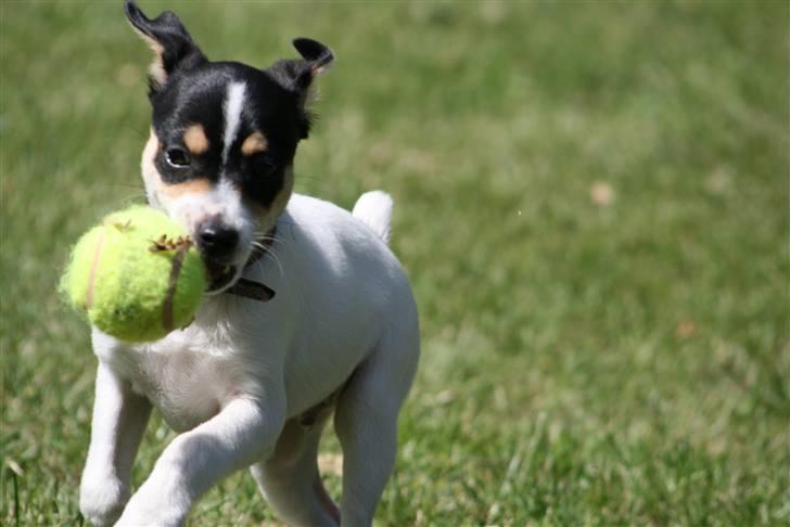 Dansk svensk gaardhund : Buster - Wuhuu :D billede 8