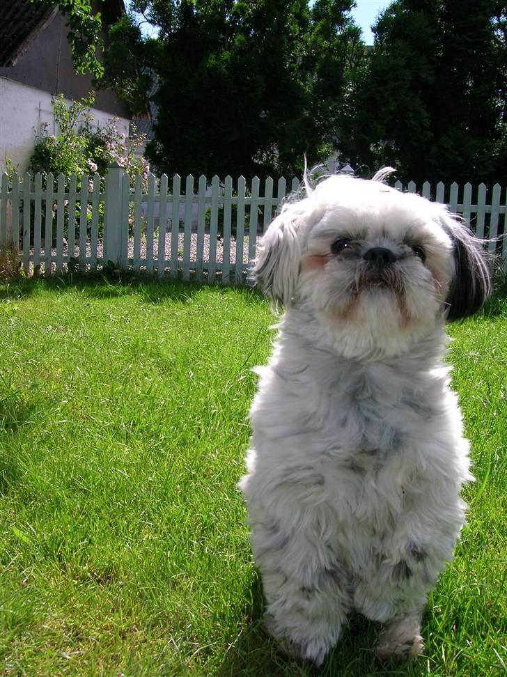 Shih tzu samson - se hvor dygtig jeg er billede 5
